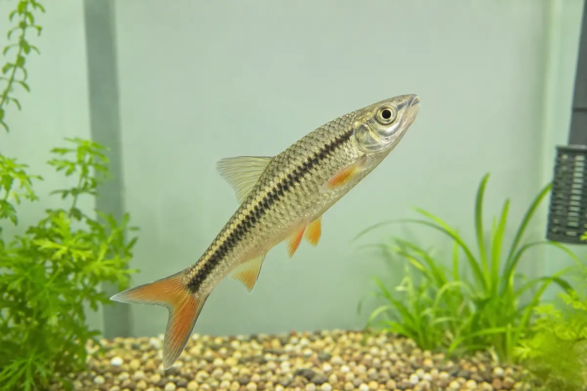 Pez nadando de lado en un acuario doméstico