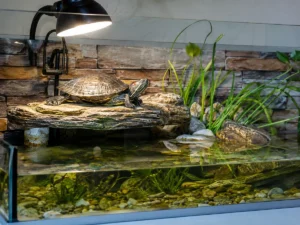 Tortuga de agua descansando en una plataforma seca del acuario