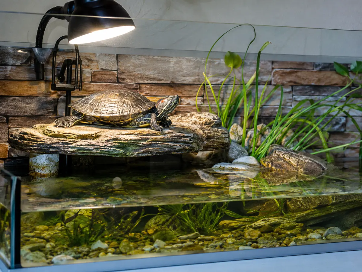 Tortuga de agua descansando en una plataforma seca del acuario