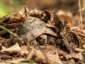 Tortuga hibernando o en brumación durante el invierno