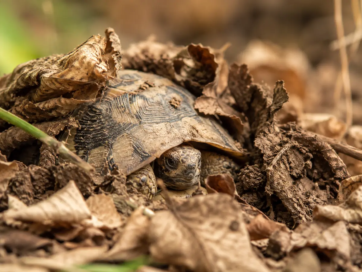 Tortuga hibernando o en brumación durante el invierno