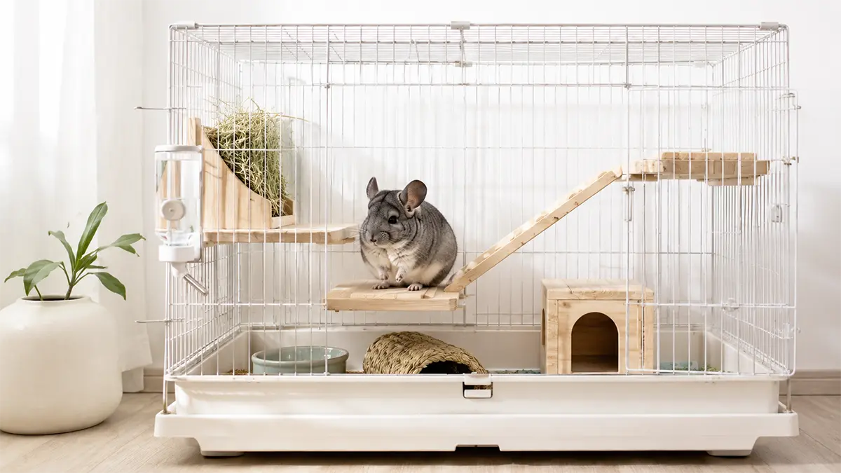 Chinchilla en verano en una jaula fresca con heno y agua limpia