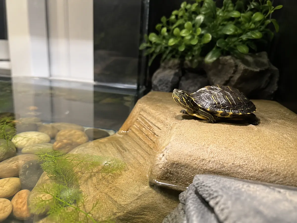 Tortuga de agua descansando en zona seca durante el verano