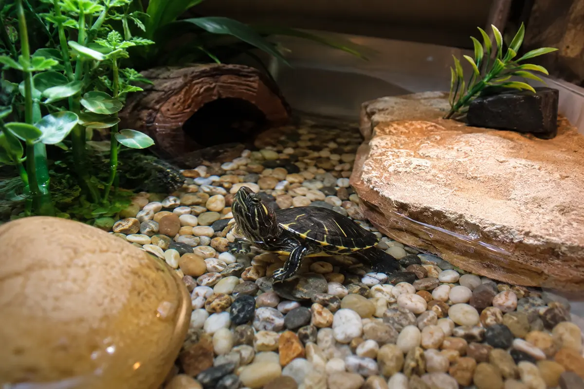 Tortuga de agua en verano con zona seca, agua limpia y sombra