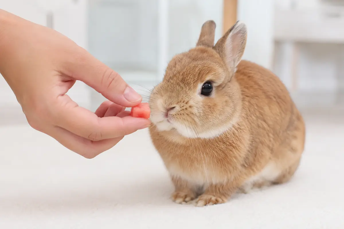 Cómo dar sandía a un conejo de forma segura