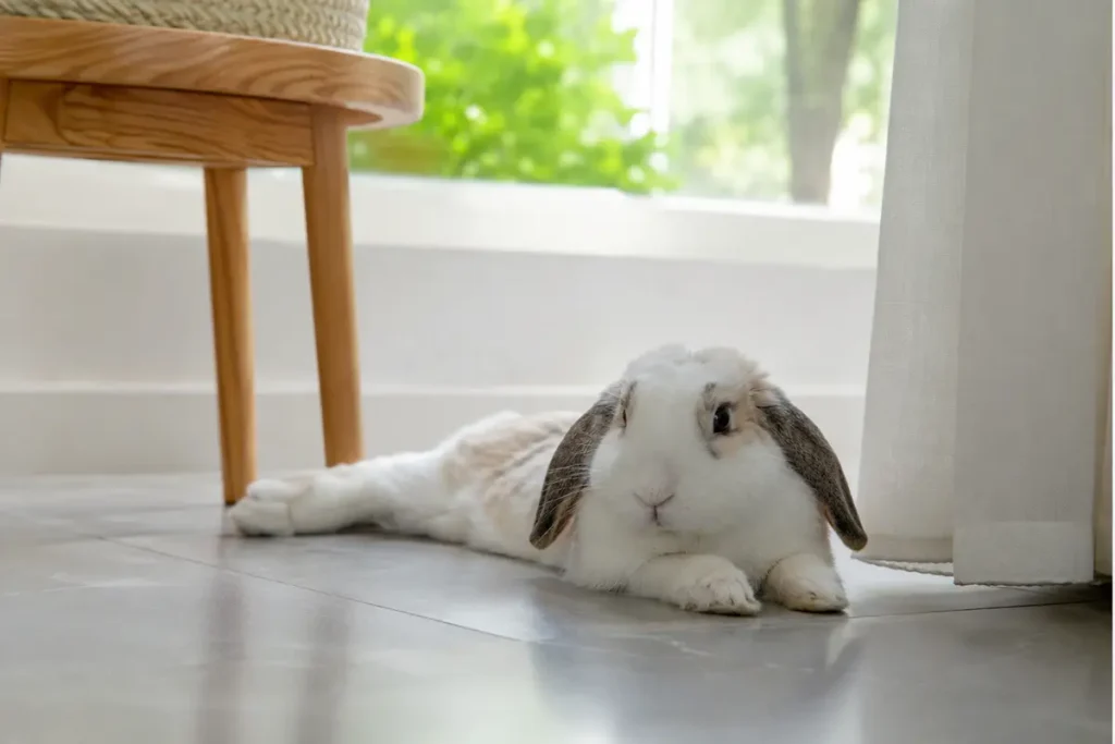 Conejo descansando en un ambiente fresco en verano