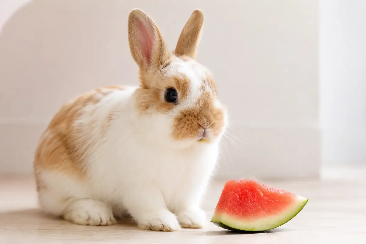 Conejo junto a un trozo pequeño de sandía