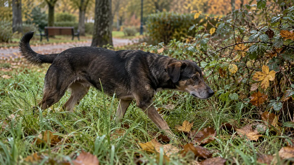 Perro caminando por una zona con hierba y vegetación donde puede haber garrapatas.